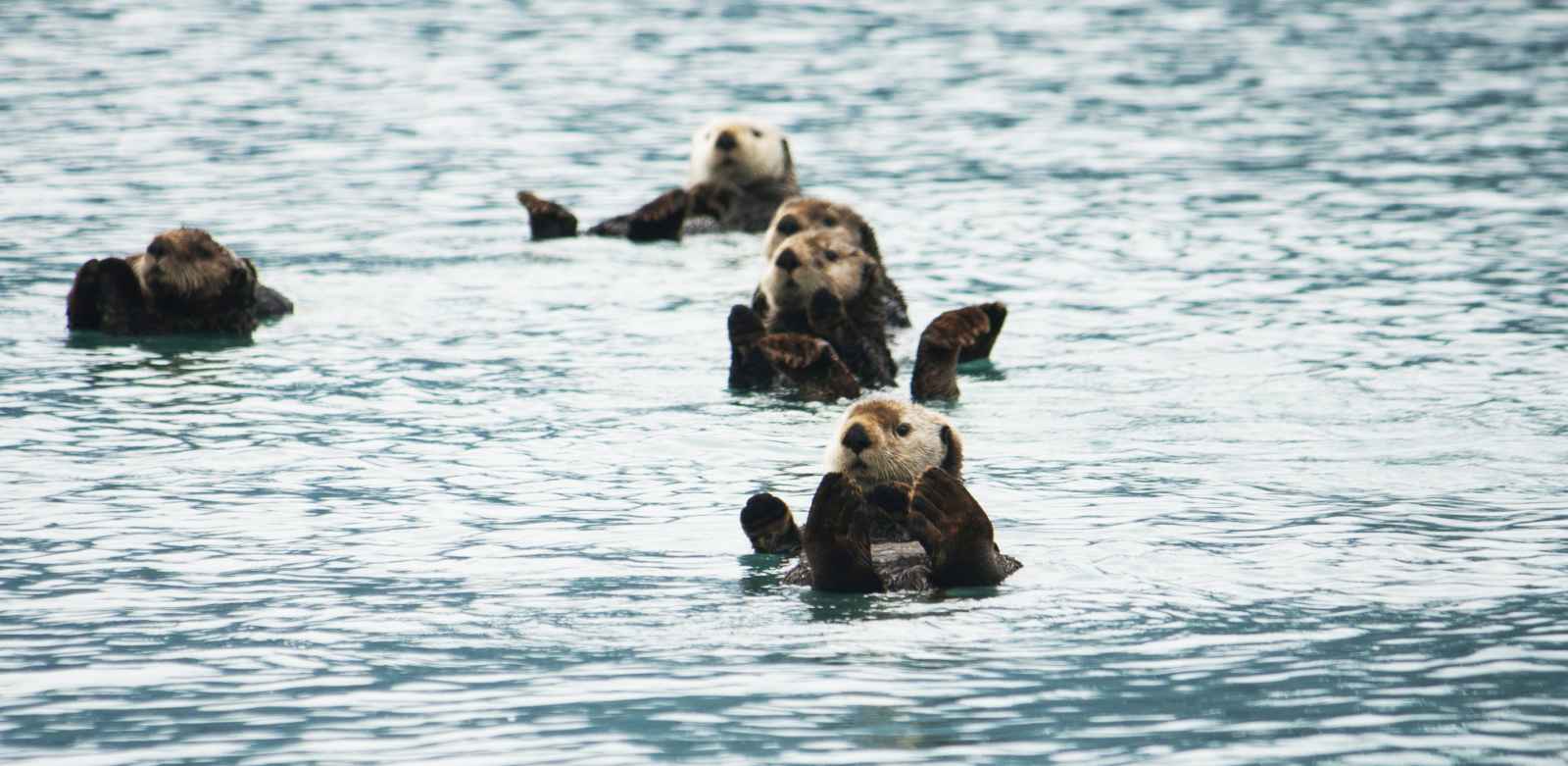Top 5 Places to Spot Sea Otters in Monterey County A group of sea otters
